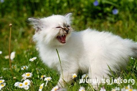 夢到動物 解夢|夢見【動物】周公解夢，周公解夢大全查詢